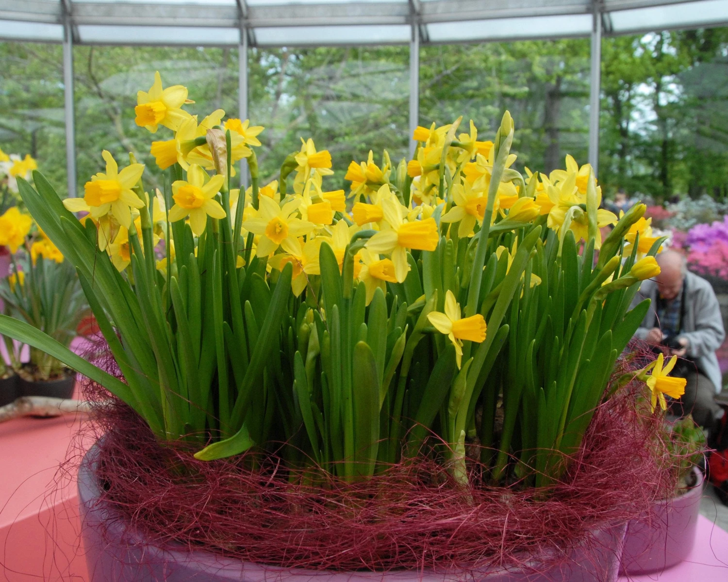 Narcissus 'Tête à Tête' - Image 16