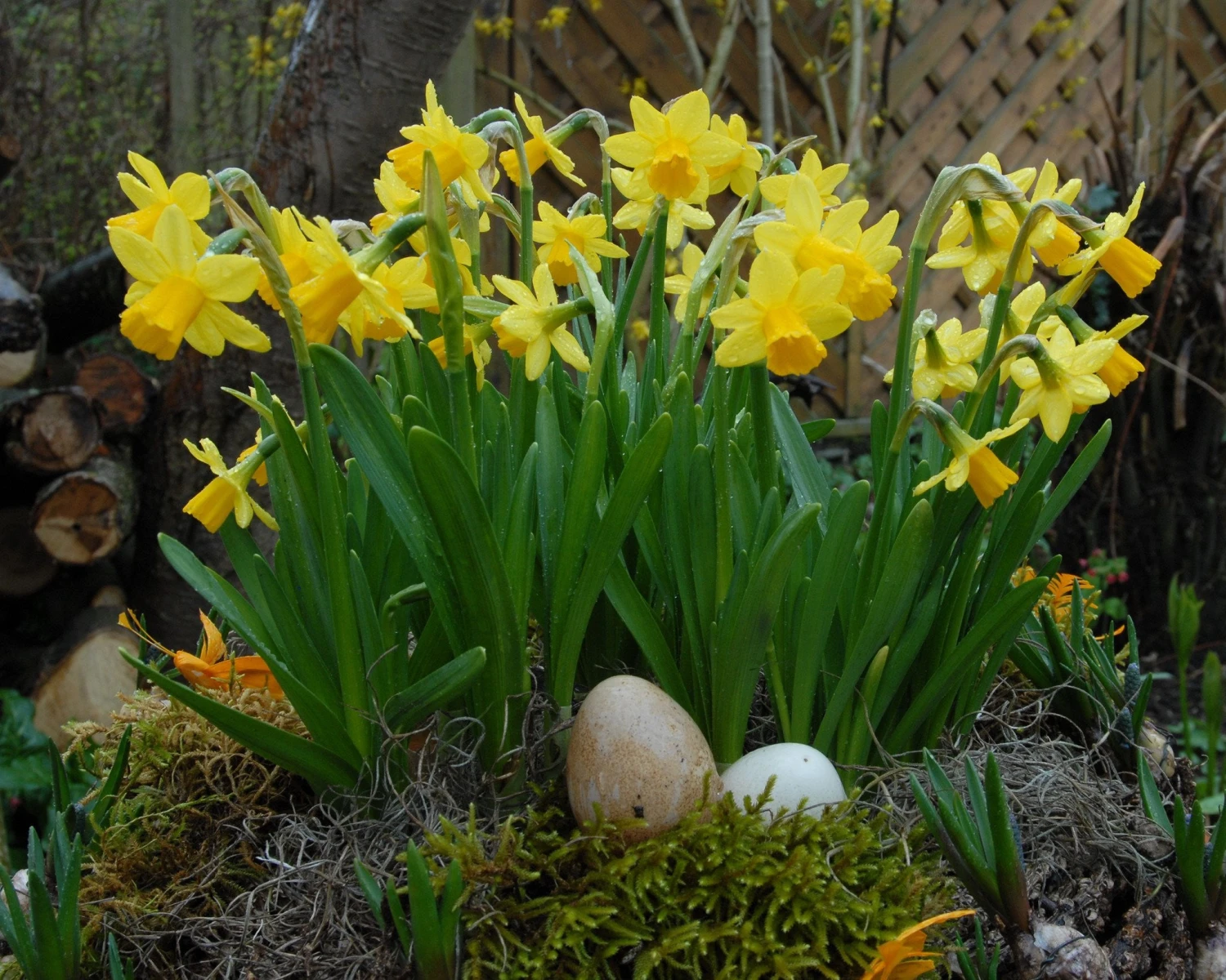 Narcissus 'Tête à Tête' - Image 6