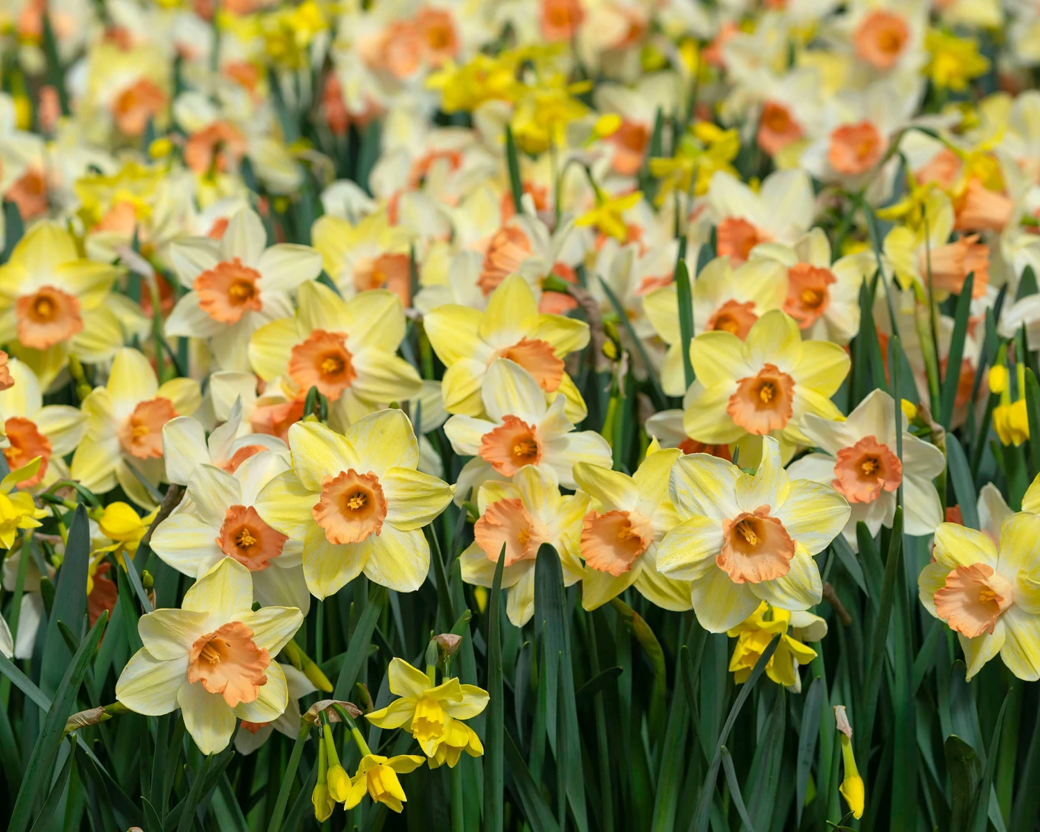 Narcissus 'Tickled Pinkeen' - Image 2