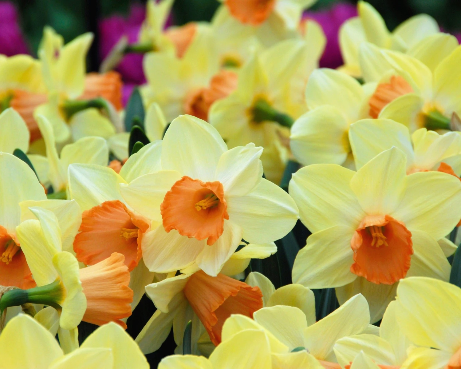 Narcissus 'Tickled Pinkeen' - Image 4