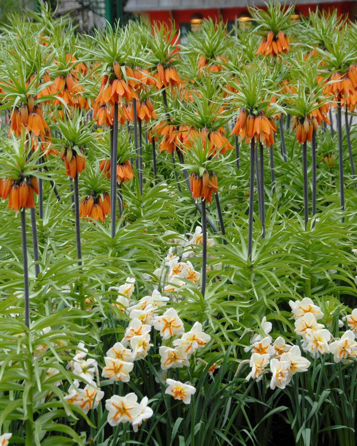 Narcissus 'Trepolo' - Image 4