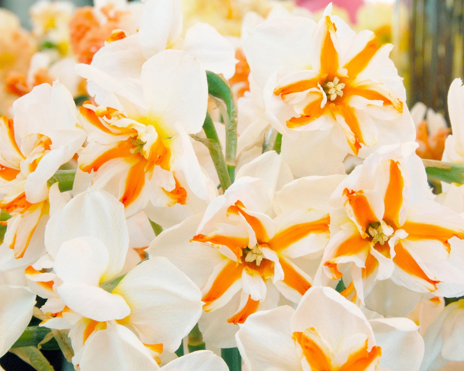 Narcissus 'Trepolo' - Image 3