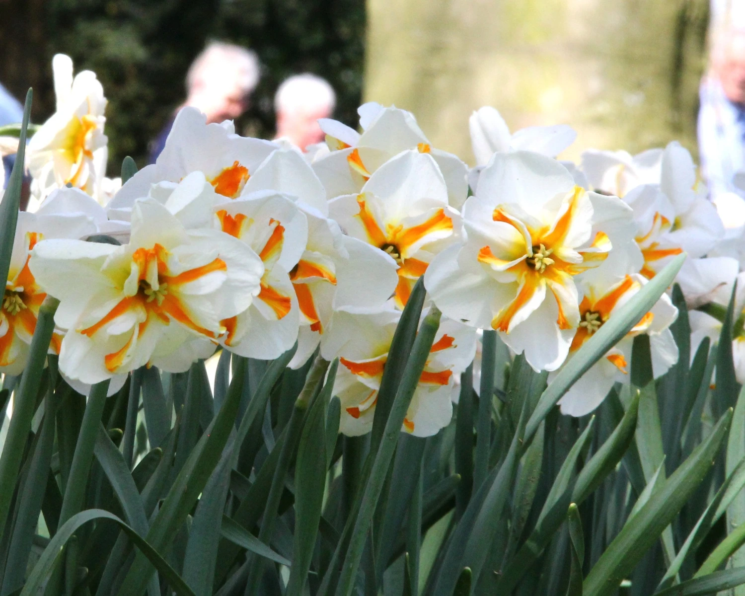 Narcissus 'Trepolo' - Image 6