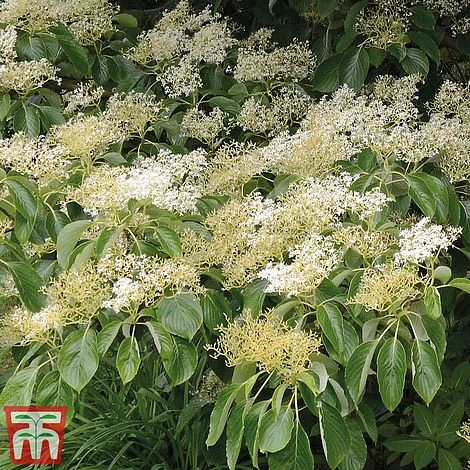 Cornus Controversa 'Pagoda' - Image 2