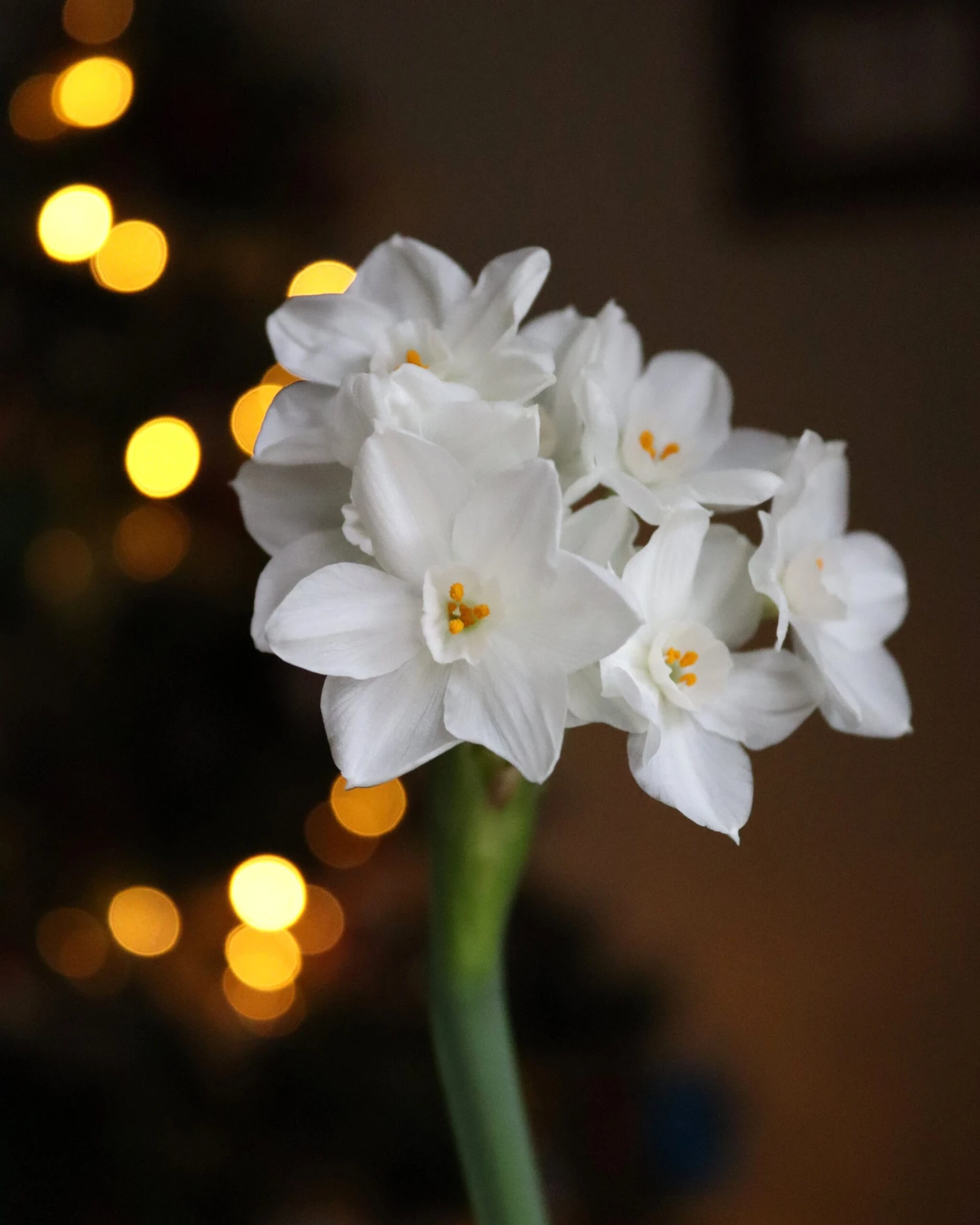 Narcissus Tazetta 'Paperwhite' - Image 7