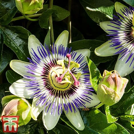 Passiflora Caerulea