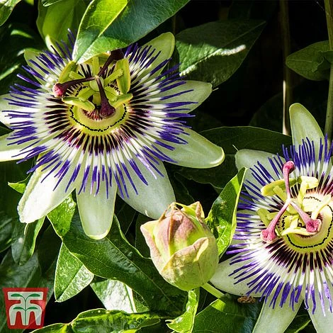 Passiflora Caerulea - Image 4