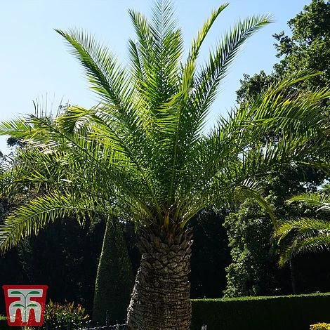 Phoenix Palm - Image 2