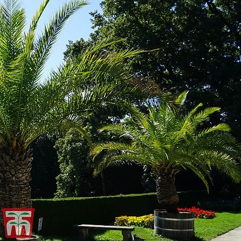 Phoenix Palm - Image 4