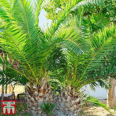 Phoenix Palm - Image 6