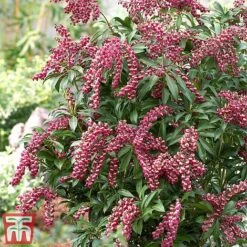 Pieris Japonica 'Passion'