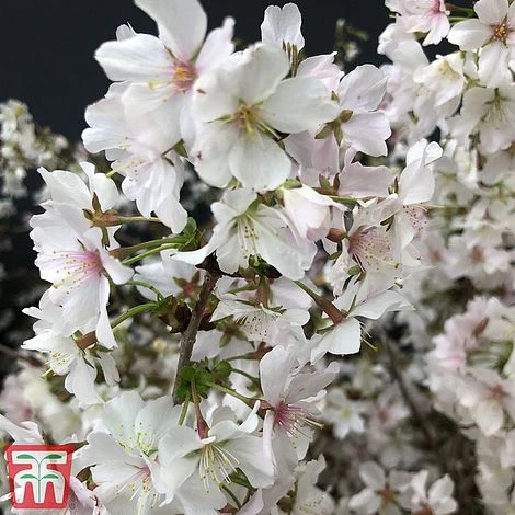 Prunus Incisa 'Kojo-No-Mai' - Image 3