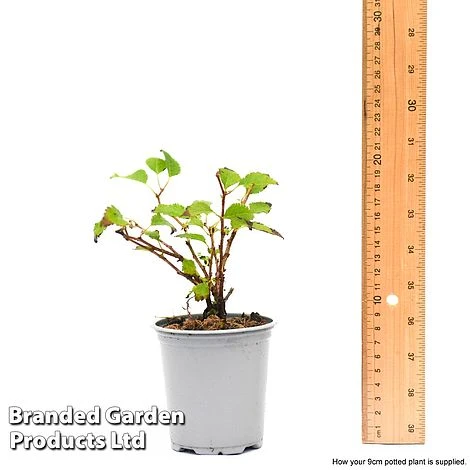 Prunus Incisa 'Kojo-No-Mai' - Image 8