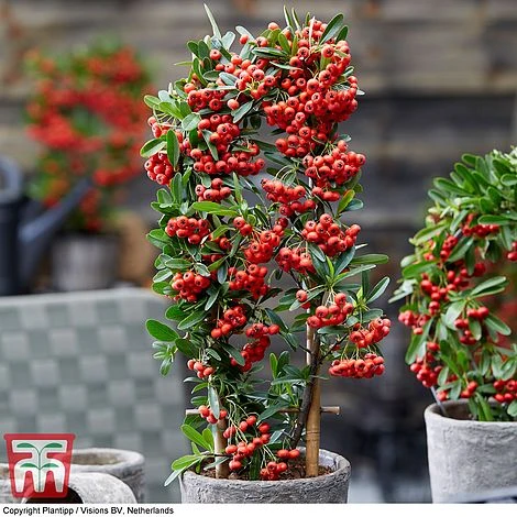 Pyracantha Coccinea 'Red Star' - Image 2
