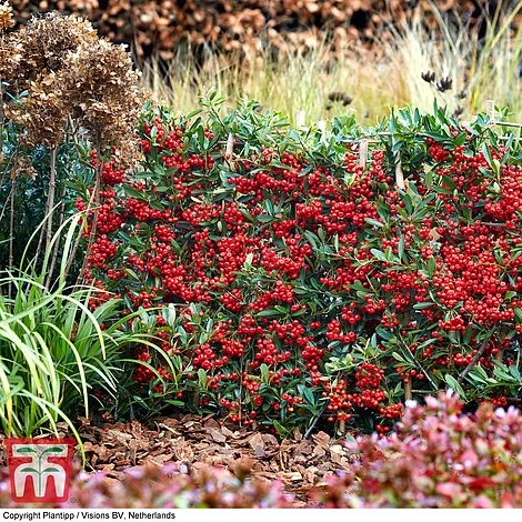 Pyracantha Coccinea 'Red Star' - Image 3