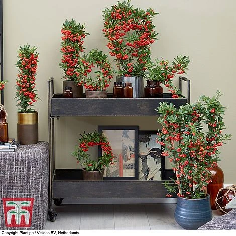 Pyracantha Coccinea 'Red Star' - Image 5