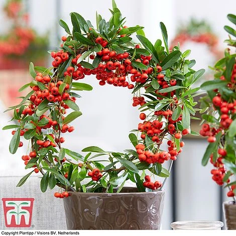 Pyracantha Coccinea 'Red Star' - Image 8