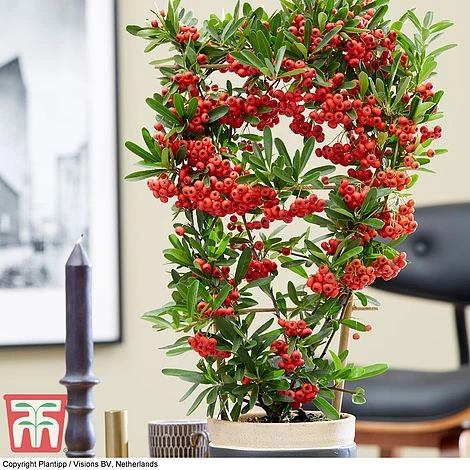 Pyracantha Coccinea 'Red Star' - Image 9