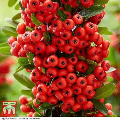 Pyracantha Coccinea 'Red Star' - Image 10