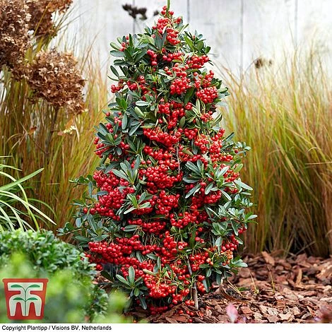 Pyracantha Coccinea 'Red Star' - Image 11