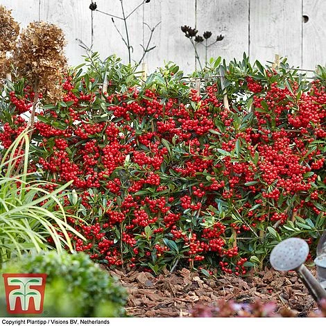 Pyracantha Coccinea 'Red Star' - Image 12