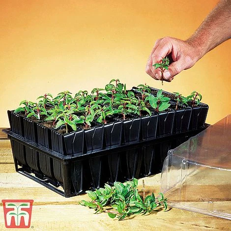 Deep Root Trainers - Image 2