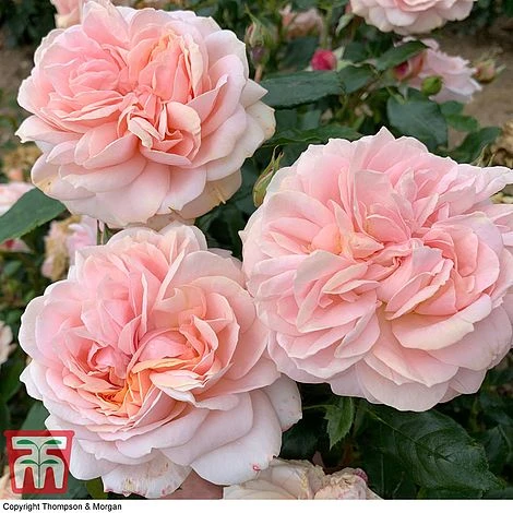 Rose 'Joie De Vivre' (Floribunda Rose) - Image 2