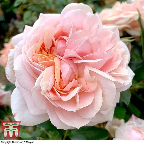 Rose 'Joie De Vivre' (Floribunda Rose) - Image 3