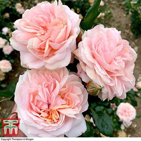 Rose 'Joie De Vivre' (Floribunda Rose) - Image 4