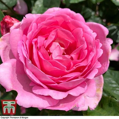 Rose 'Mum In A Million' (Hybrid Tea Rose)