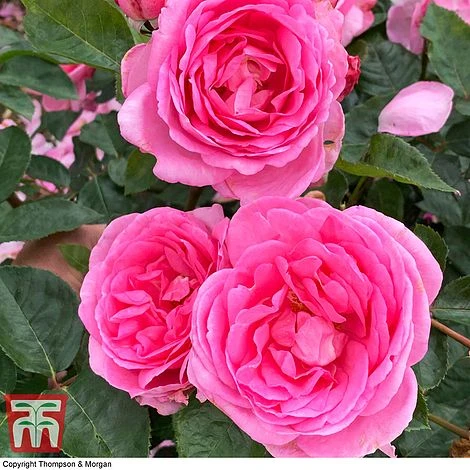 Rose 'Mum In A Million' (Hybrid Tea Rose) - Image 3