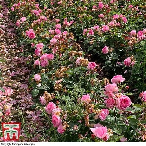 Rose 'Mum In A Million' (Hybrid Tea Rose) - Image 4