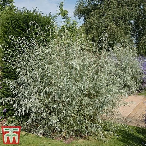 Salix Exigua - Image 2