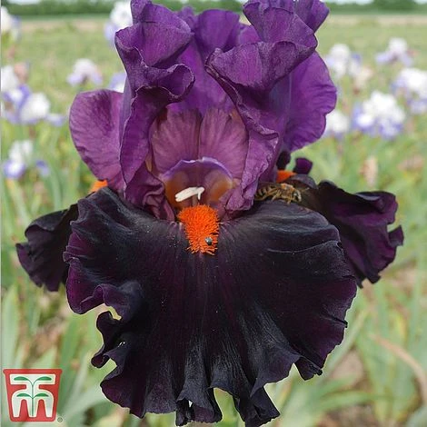 Iris Premium Collection - Image 6