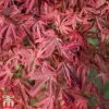 Acer Palmatum 'Shirazz'