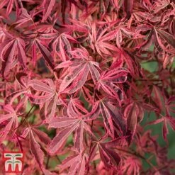 Acer Palmatum 'Shirazz'