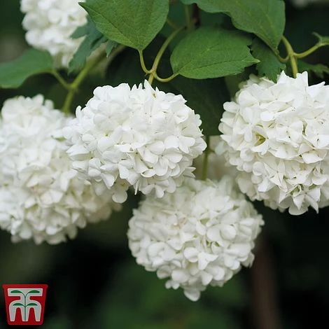 Viburnum Duo - Image 3