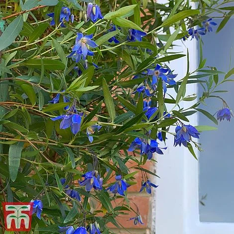 Sollya Heterophylla 'Ultra Blue' - Image 2