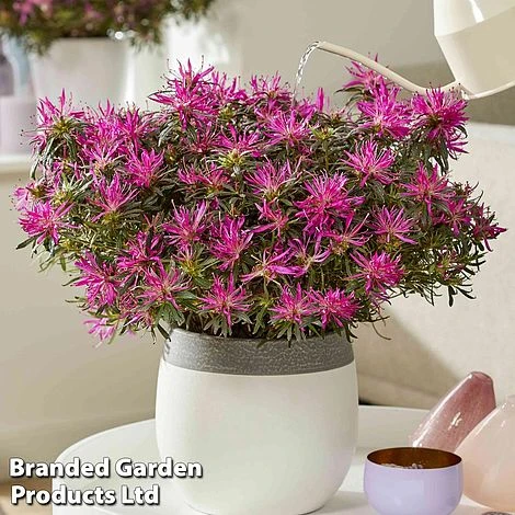 Azalea 'Starstyle Lilac' - Image 3