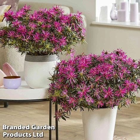 Azalea 'Starstyle Lilac' - Image 5