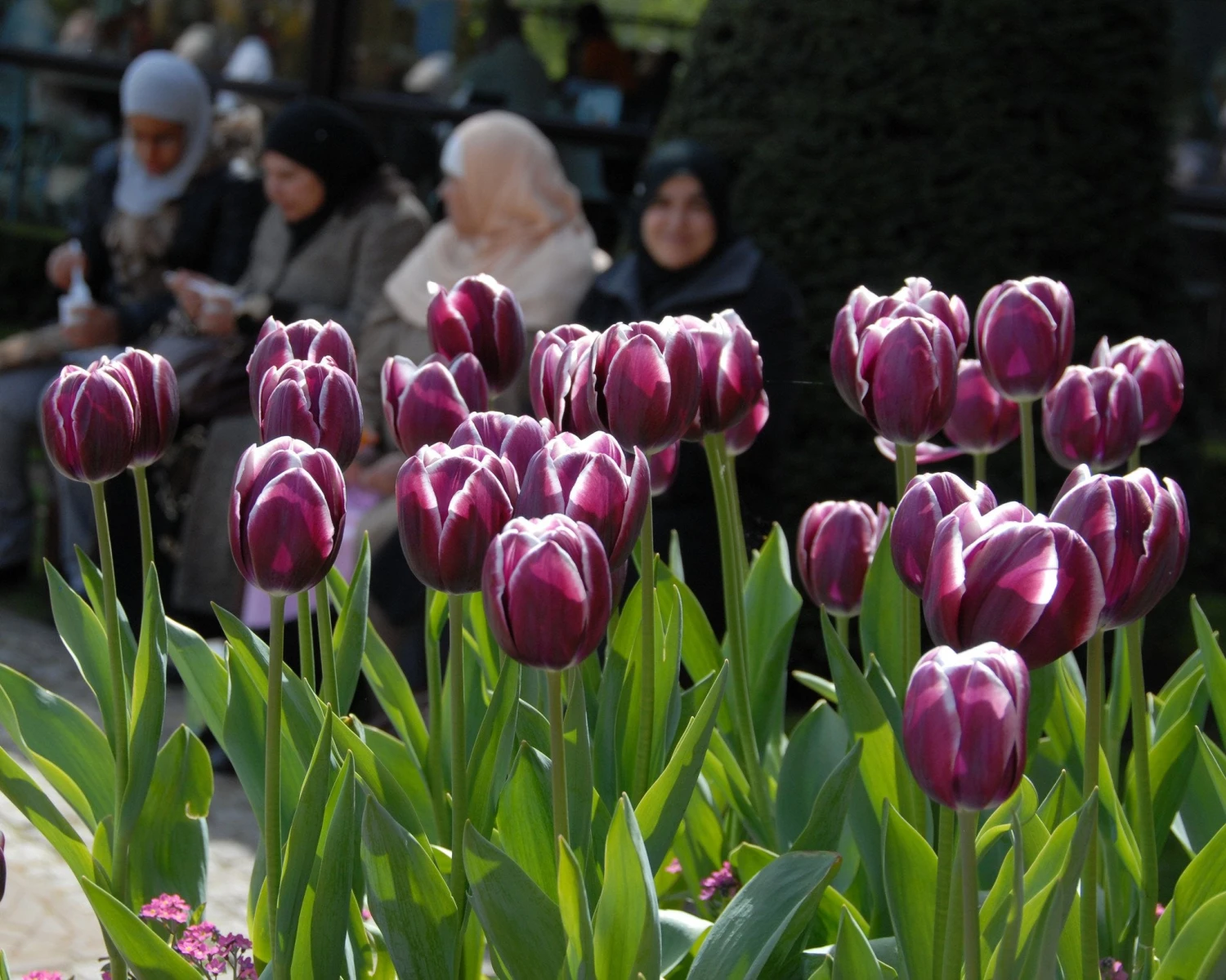 Tulip 'Alexander Pushkin' - Image 3