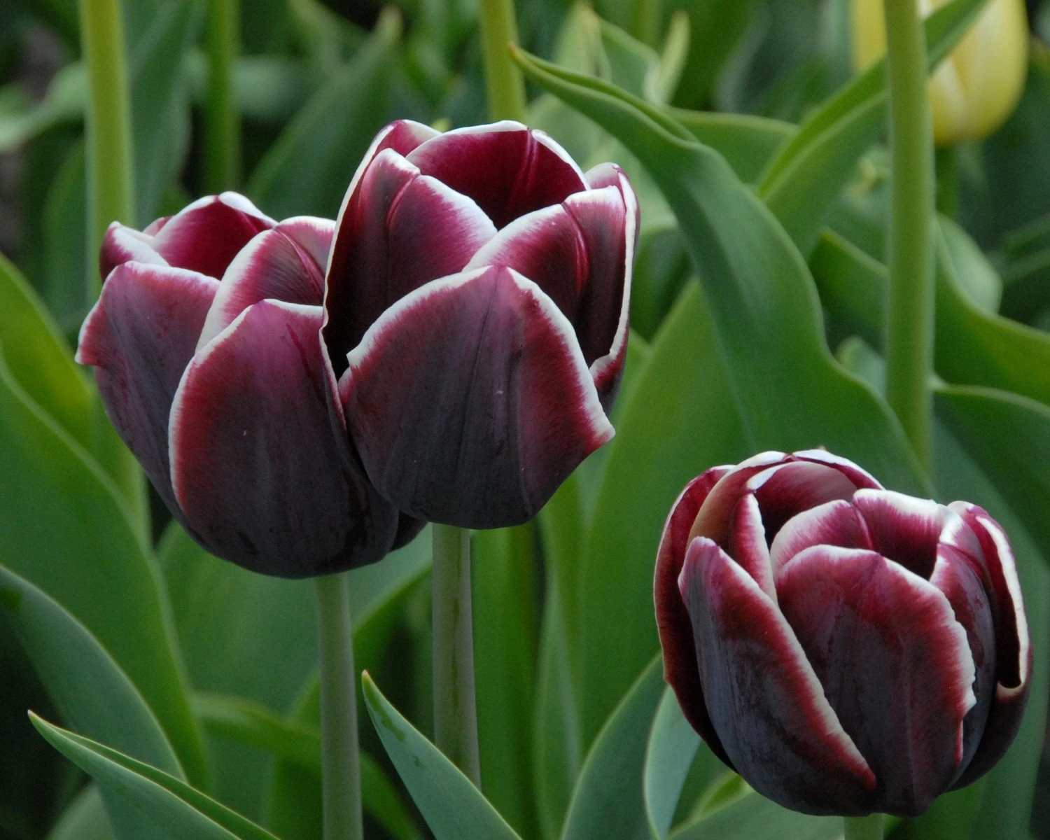 Tulip 'Alexander Pushkin' - Image 2