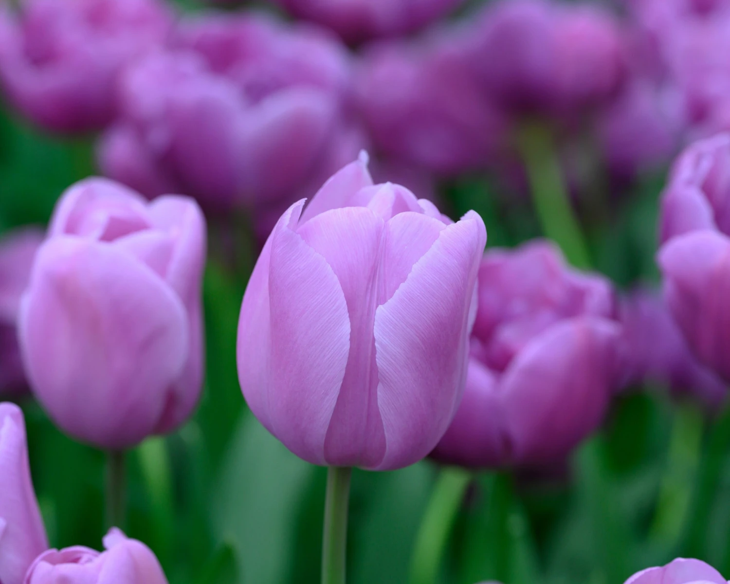 Tulip 'Alibi' - Image 4