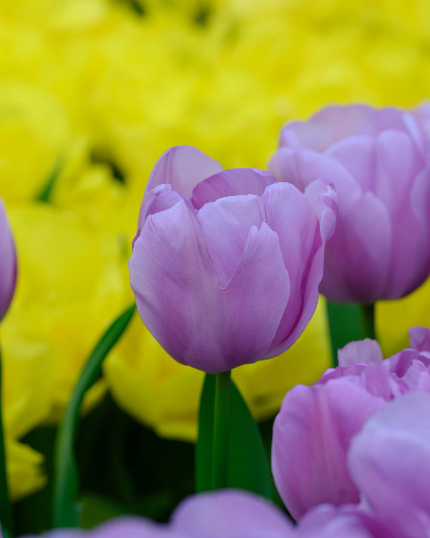 Tulip 'Alibi' - Image 7