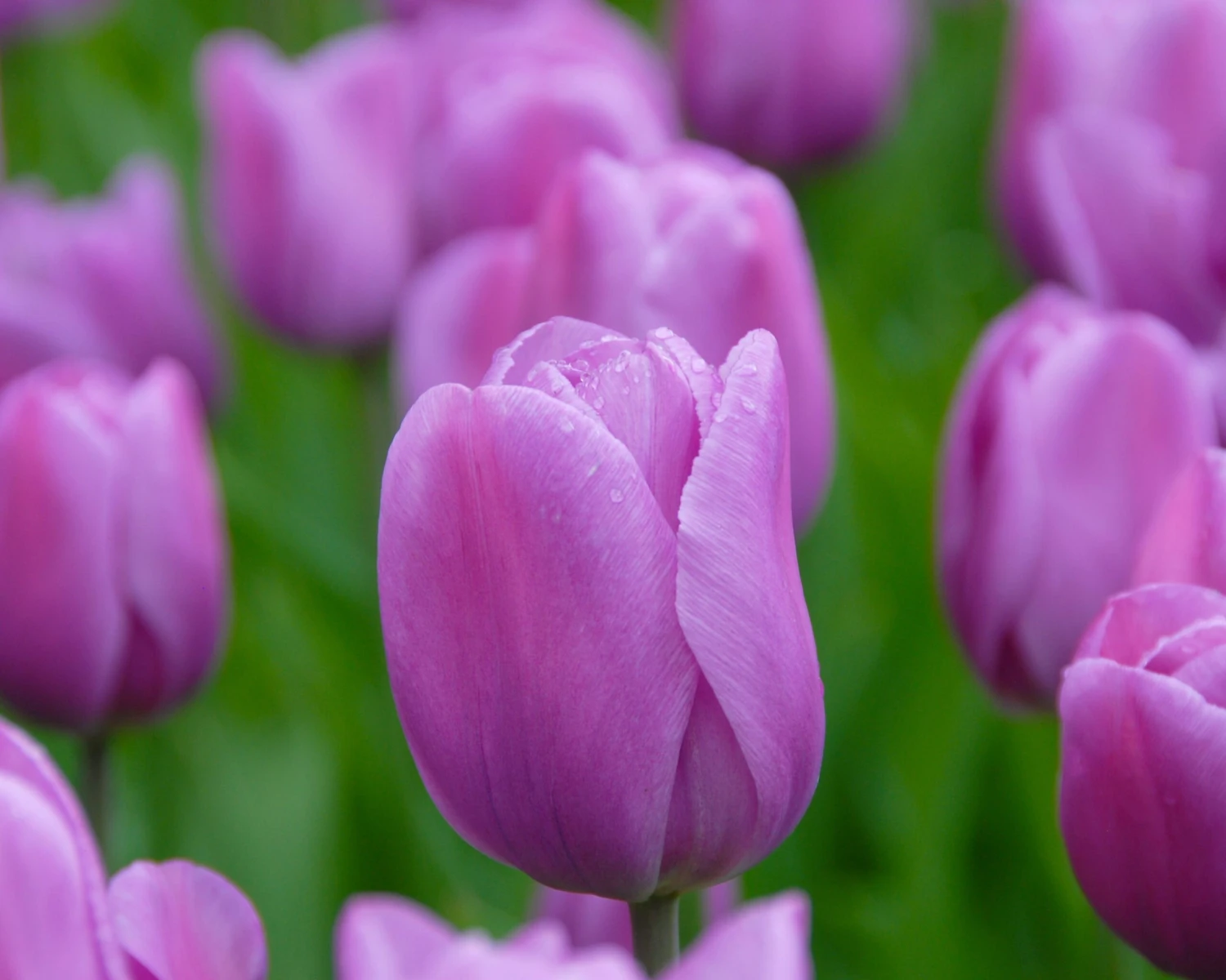 Tulip 'Alibi' - Image 10