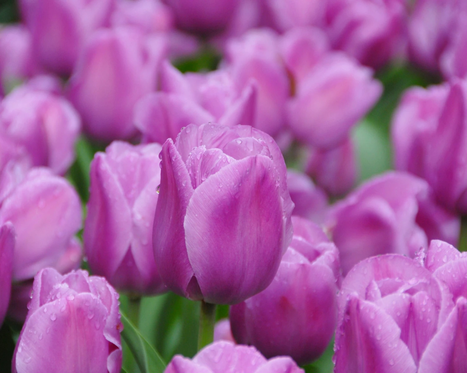 Tulip 'Alibi' - Image 2