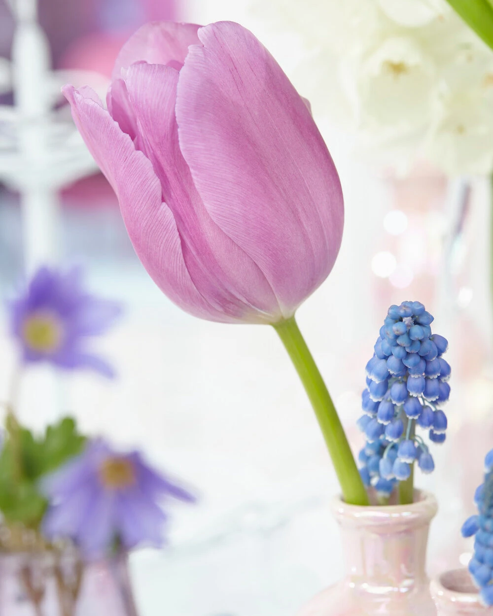 Tulip 'Alibi' - Image 11