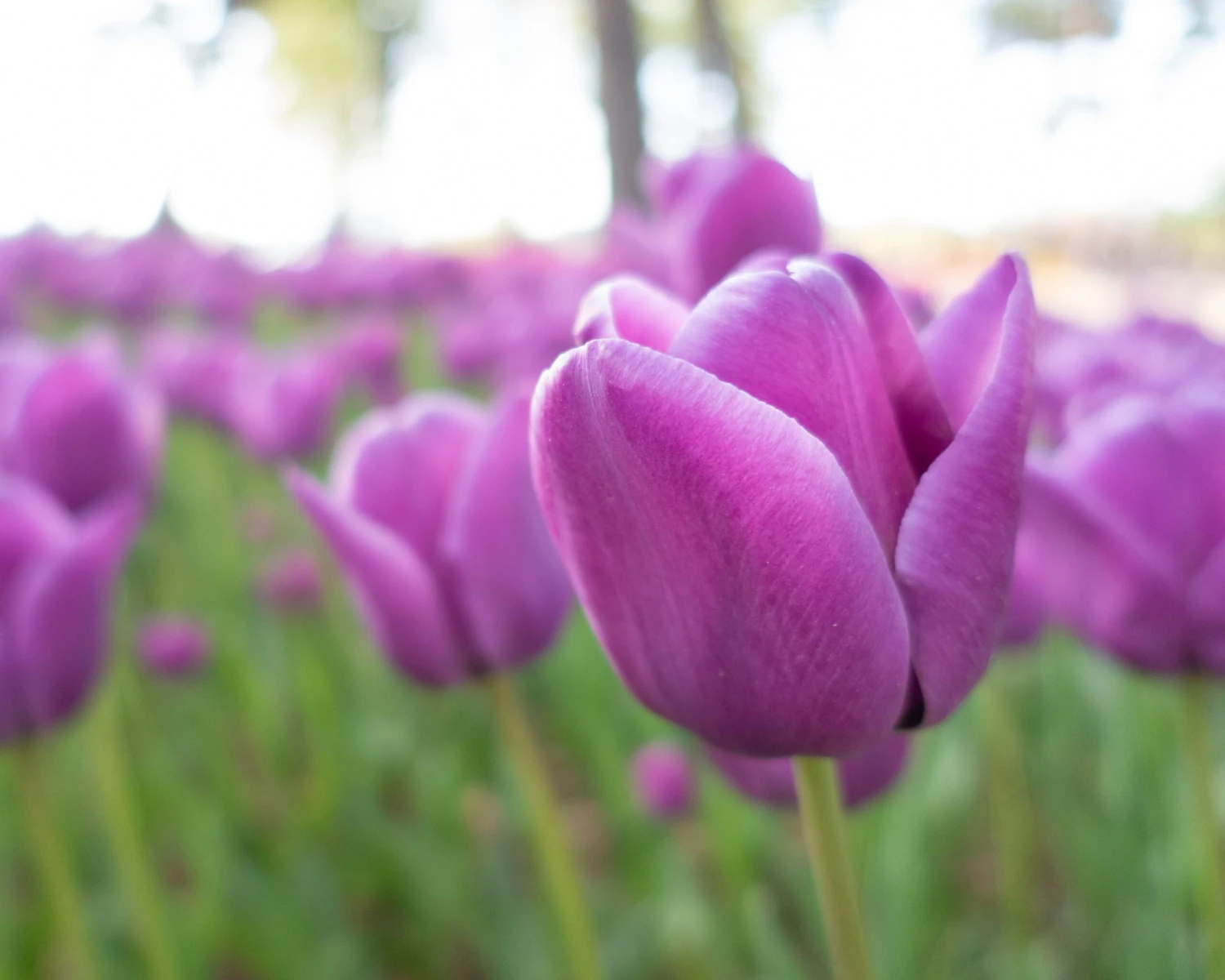 Tulip 'Alibi' - Image 12