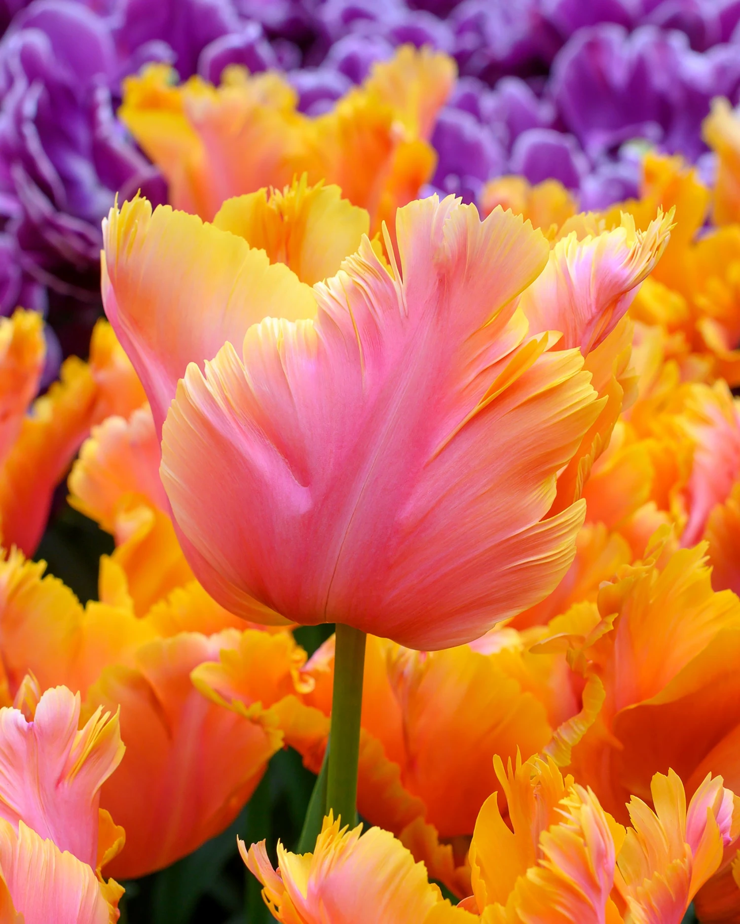 Tulip 'Amazing Parrot' - Image 2