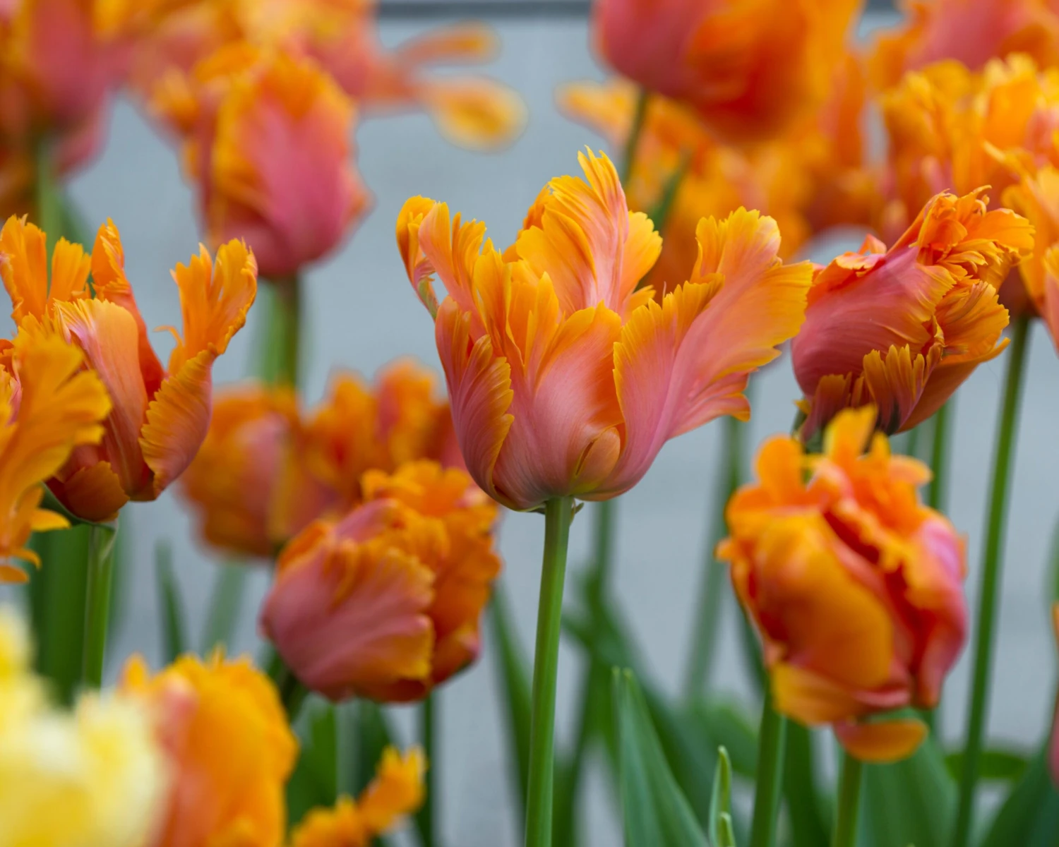 Tulip 'Amazing Parrot' - Image 6
